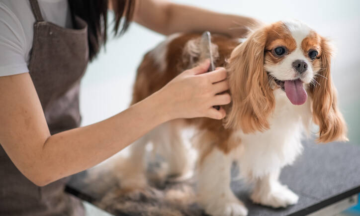 Top Groomers